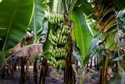 Banana farm in Asia Adobe Stock