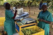 Namibian grape packing