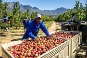 South Africa stonefruit harvesting Hortgro