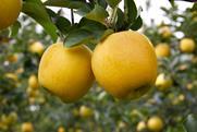 Yello orchard
