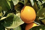Algarve citrus