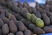 Ripe Hass avocados Adobe Stock