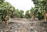 Mangoes Hainan China tropical fruit production orchard Adobe Stock