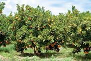 Spanish oranges on tree Adobe Stock