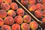 TR MDA Agro stonefruit