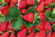 Flavia strawberries