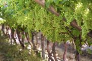 Hex River Valley table grapes Adobe Stock