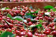 US NW Pacific Northwest Washington cherries in tub