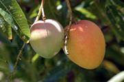 Indian mangoes 2