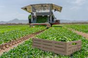 Tosca Food WOOD Look crate