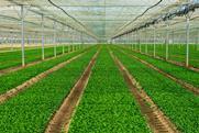 UK Agrial Florette lettuce