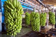 Cambodian bananas hanging in packing facility