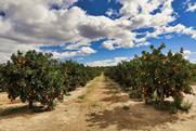 Orange grove South Africa Adobe Stock