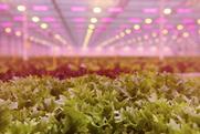 Rijk Zwaan hydroponics