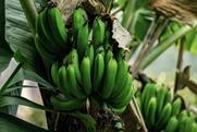 Peruvian bananas Adobe Stock