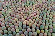 Peruvian mangoes