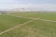 Peruvian avocado fields