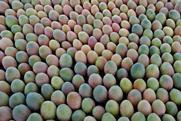 Peruvian mangoes