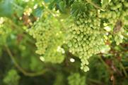 Bunch of table grapes Hex River Valley South Africa Adobe Stock