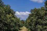 Michoacan avocado farm Adobe Stock
