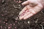 Pea seeds being planted by hand