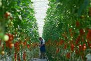 Tomato greenhouse