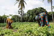 Lettuce harvest small African farm