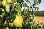 Belgian Conference pear