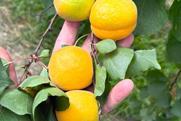 Kolla Italia apricots