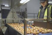 UK Moulton Bulb onions