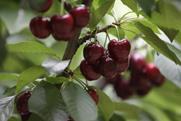 Chilean cherries