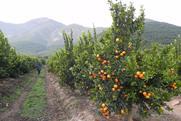 Chilean mandarins