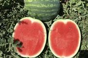 Syngenta Vegetable Seeds Field Days 2026 watermelon