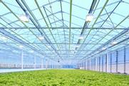 Glasshouse production is developing rapidly