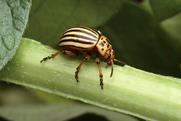 Colorado potato beetle Michigan State University