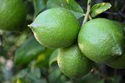 Adobe Stock limes