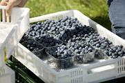 Polish blueberries in containers Polskie Jagody