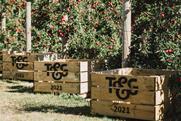 Companies NZ T&G Global Envy Apple 2D Plantings TandG