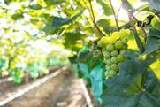 Korean table grape production Shine Muscat Adobe Stock