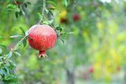 Afghanistan pomegranates