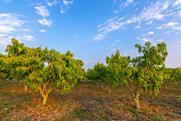 Mango trees Adobe Stock