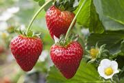 AVA Berries