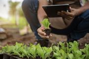 Agricultural research greenhouse vegetables Adobe Stock