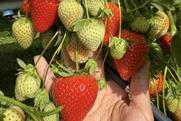 Plant Sciences Genetics Emerald Bay strawberries