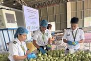 Guimaras mangoes photo by Philippine Department of Agriculture BPIvGuimarasvNCRDPSC