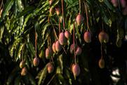 Tommy Atkins mango Adobe Stock