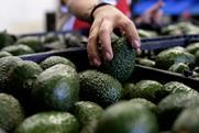 Mexican avocados