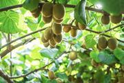 Zespri kiwifruit production New Zealand