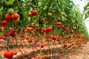 Greenhouse tomatoes