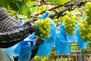 Shine Muscat table grapes in Japan production Adobe Stock